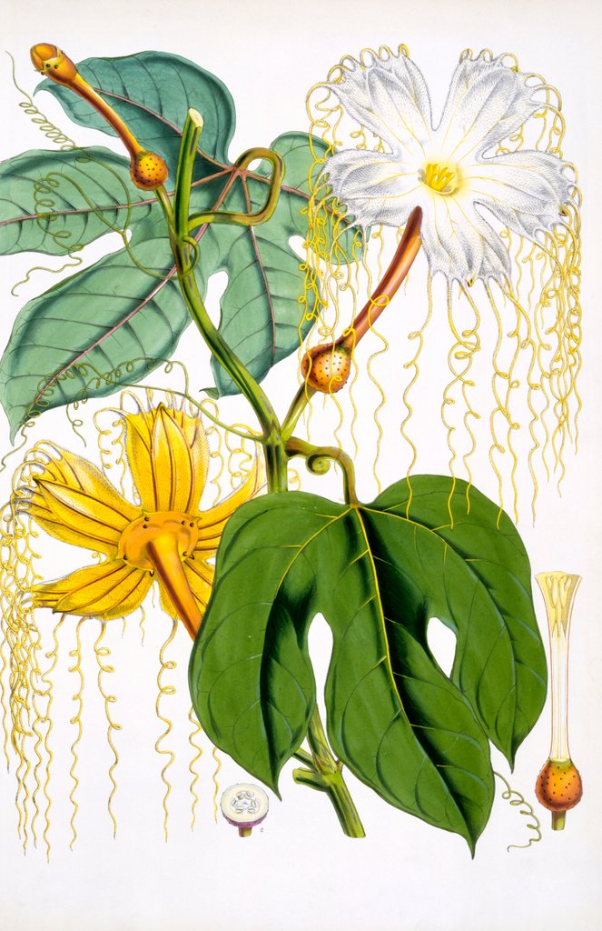 Detail of Hodgsonia Hetesodita by Anonymous