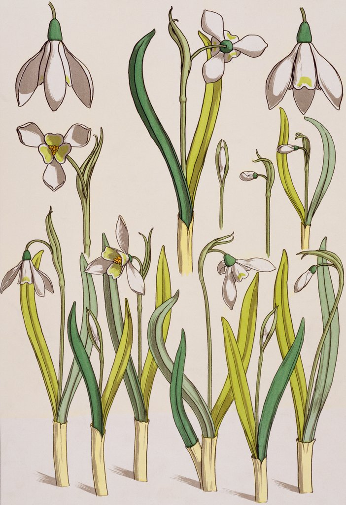Detail of Snowdrops by Eugene Samuel Grasset