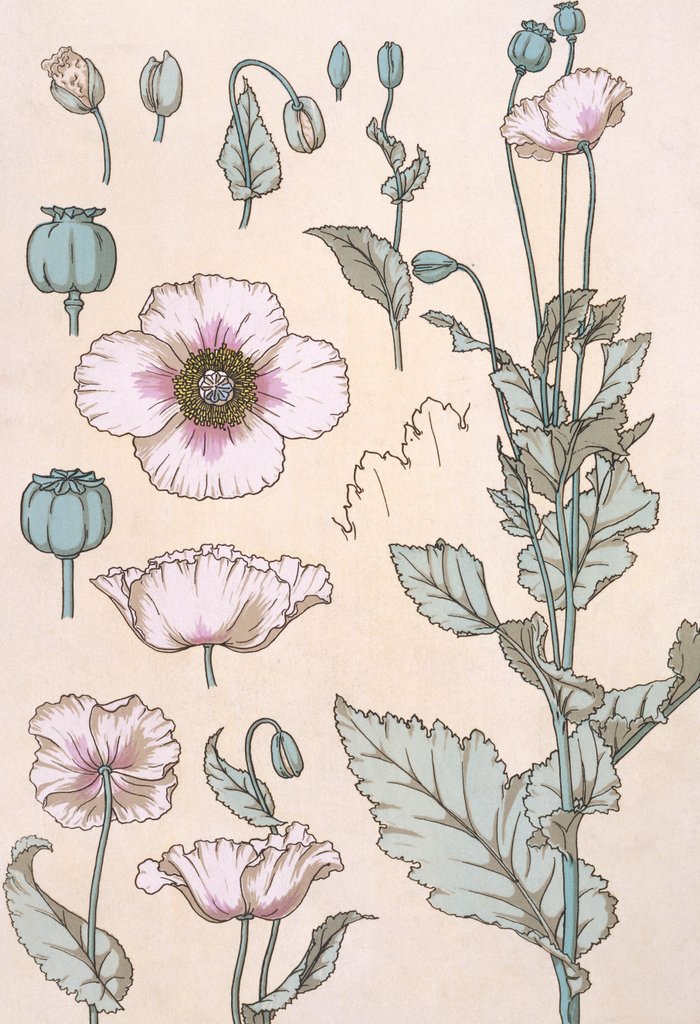 Detail of Poppies wallpaper by Eugene Samuel Grasset