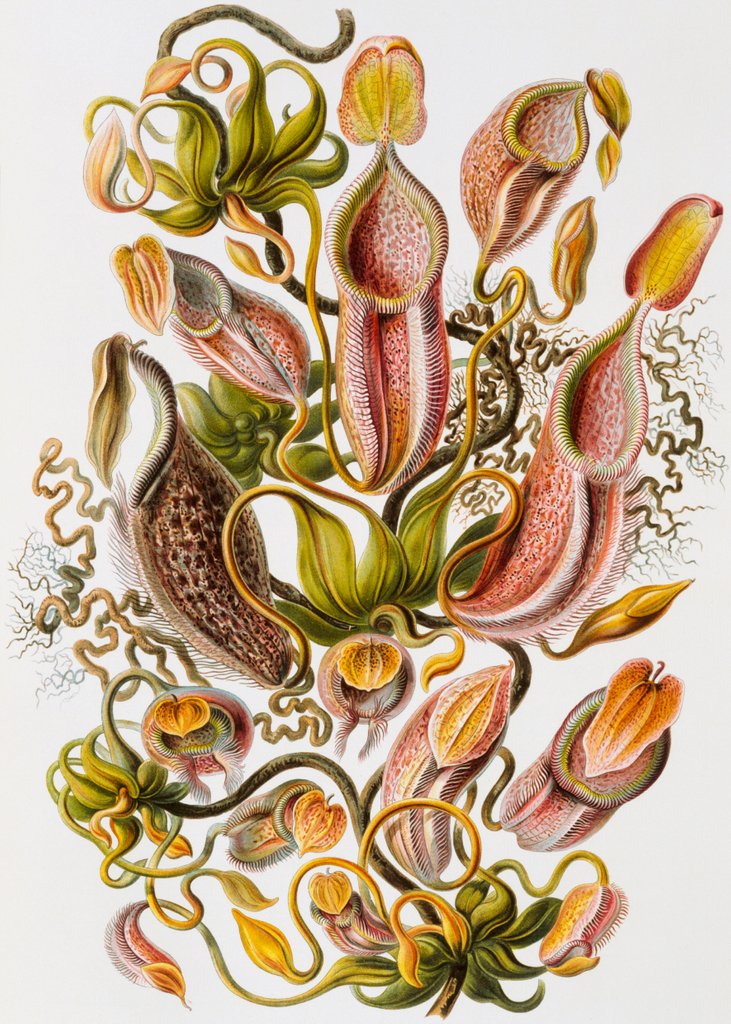 Detail of Nepenthaceae by Ernst Haeckel