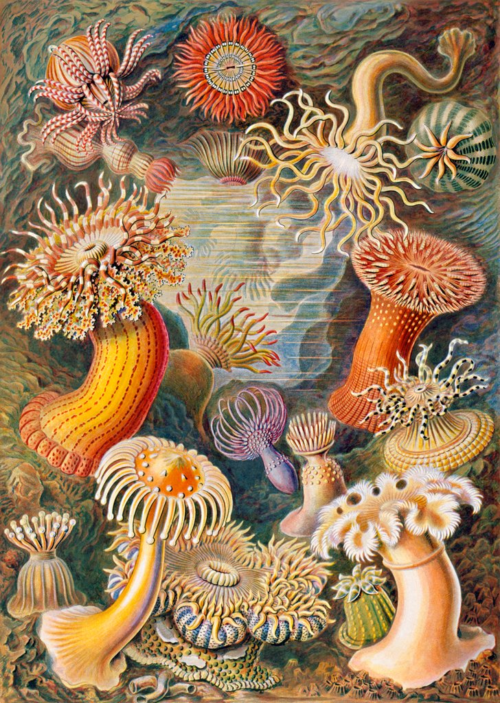 Detail of Microbiology book plate by Anonymous