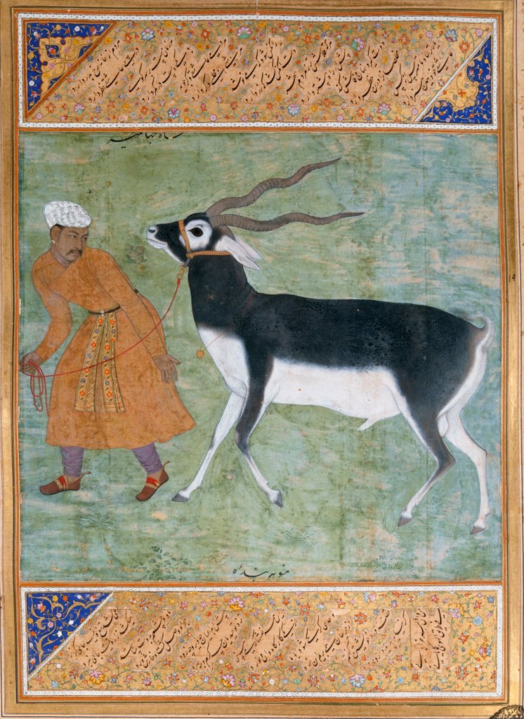 Detail of Indian Black Buck by Manohar