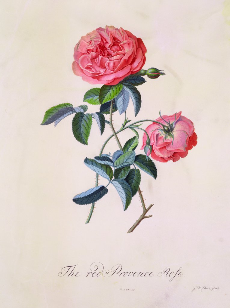 Detail of Red Provence Rose by Unknown