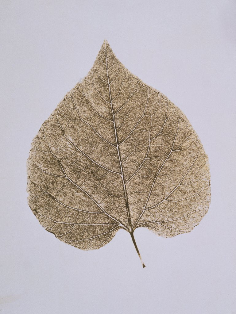 Detail of Leaf Study by Unknown