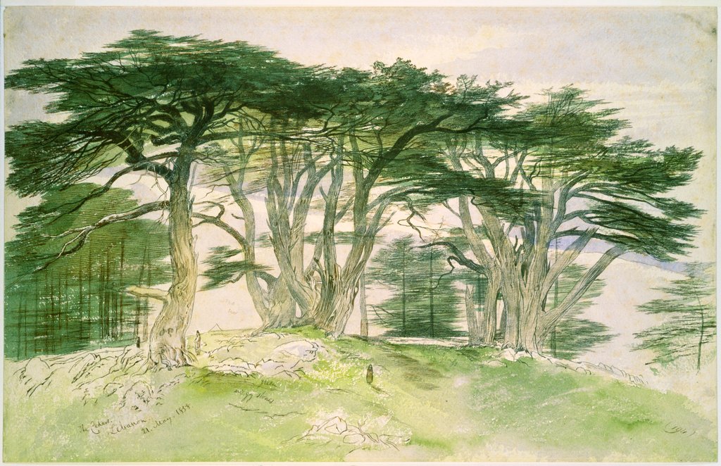 Detail of Cedars of Lebanon by Edward Lear