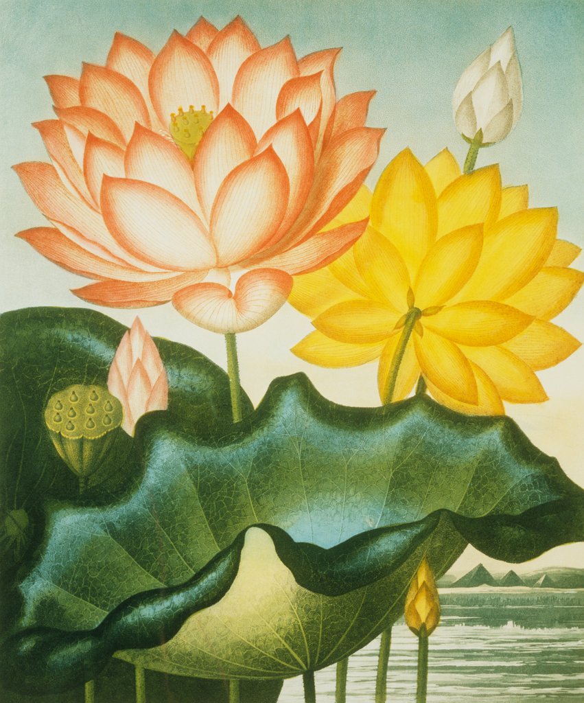 Detail of Sacred Egyptian Bean from The Temple of Flora by Robert John Thornton