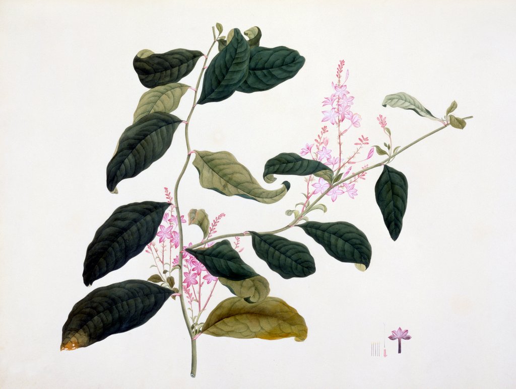Detail of Drawing of flower subjects. China by Unknown