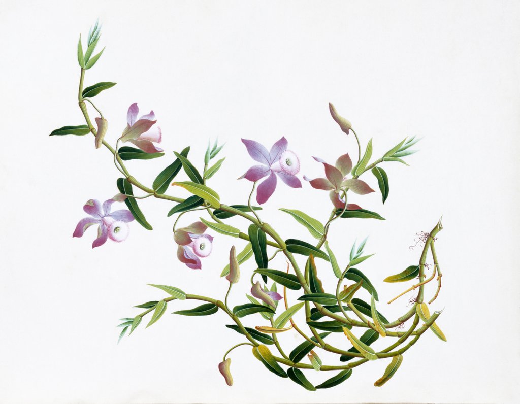 Detail of Botanical Drawing. China, 18th-19th century by Unknown