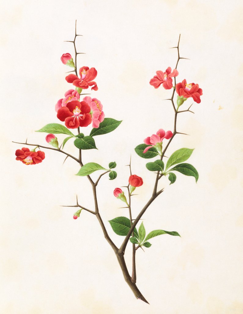 Detail of Drawing of flower subjects. China by Unknown