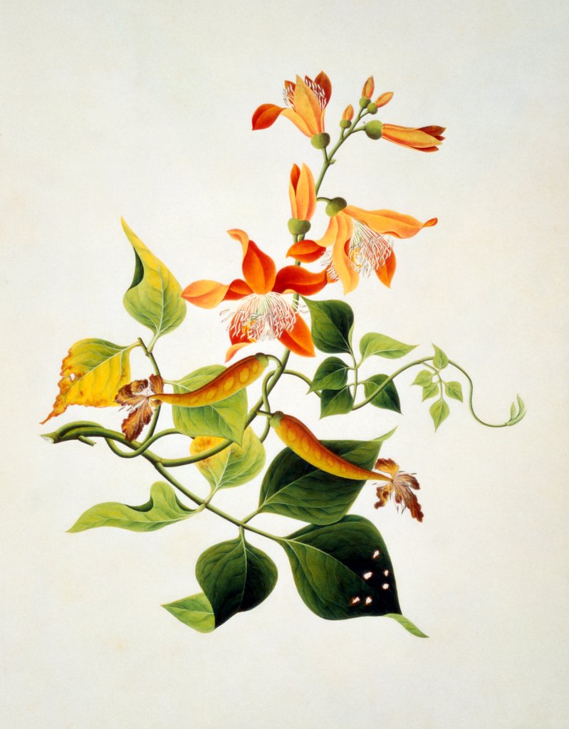 Detail of Drawing of flower subjects. China by Unknown