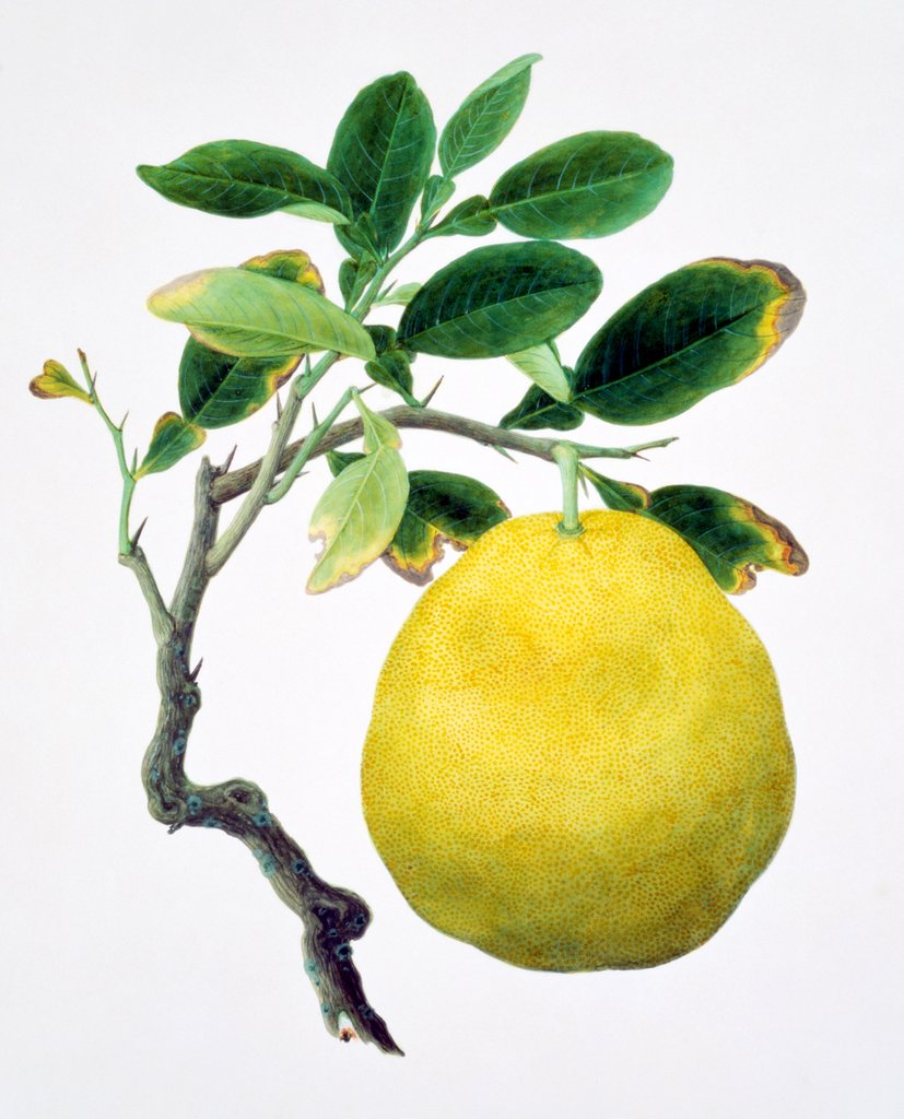 Detail of Quince. China by Unknown