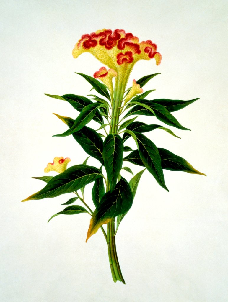 Detail of Drawing of flower subjects. China by Unknown