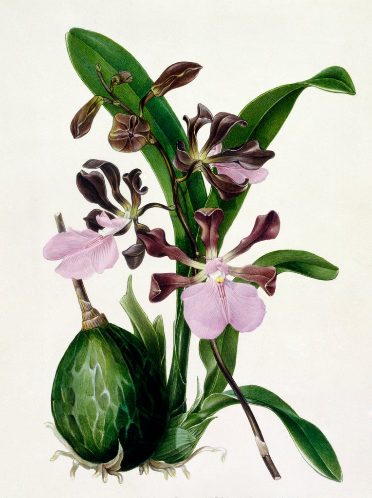 Detail of Orchid by Samuel Holden