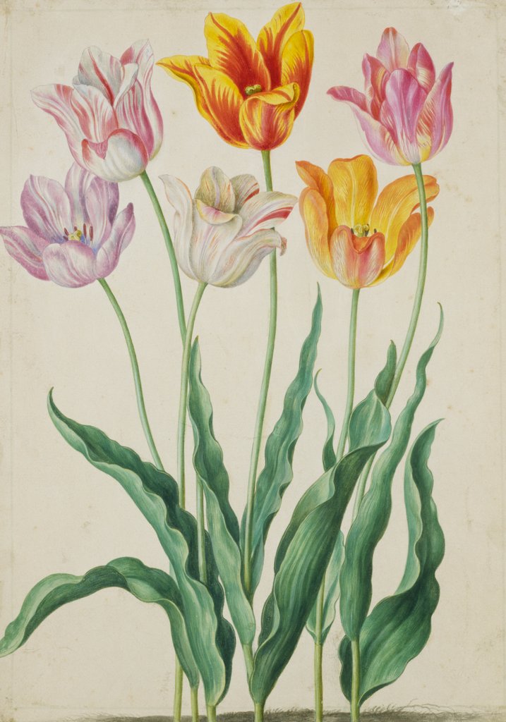 Detail of Tulips from Florilegium by Johann Jakob Walther