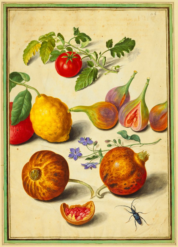 Detail of Tomato and Lemon, Flies and Pomegranates, with Borage and Beetle by Johann Jakob Walther