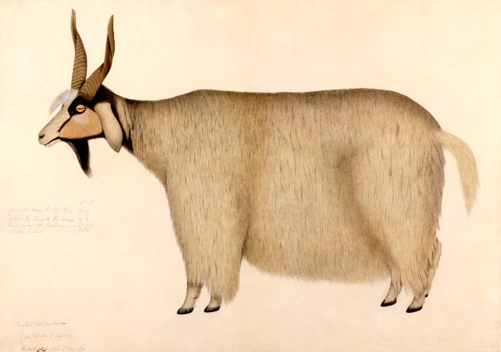 Detail of A Shawl Goat from Bhutan by Zayn al-Din