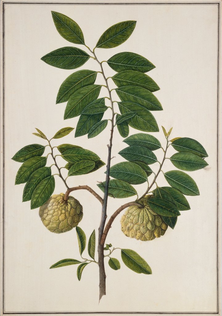 Detail of Custard Apple, the fruit of Anora Reticulatasize. Calcutta, India, late 18th century by Unknown