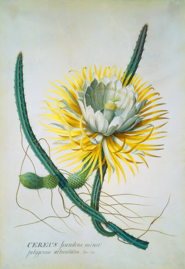 Detail of Cereus Cactus by Georg Dionysus Ehret