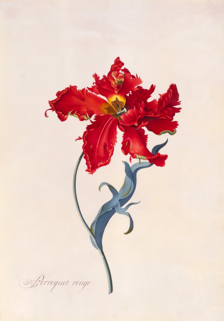 Detail of Peroquet Rouge, depicting a Parrot Tulip by Georg Dionysus Ehret