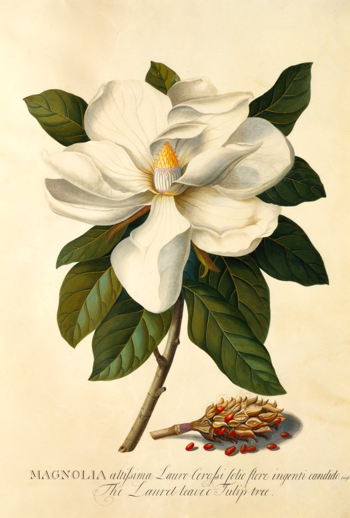 Detail of Magnolia Grandiflora by Georg Dionysus Ehret