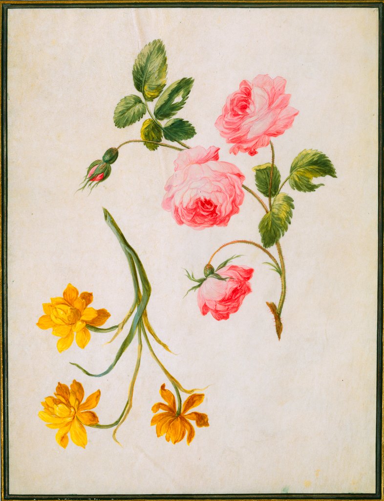 Detail of Rose and Jonquil. France, 17th-18th century by Claude Aubriet