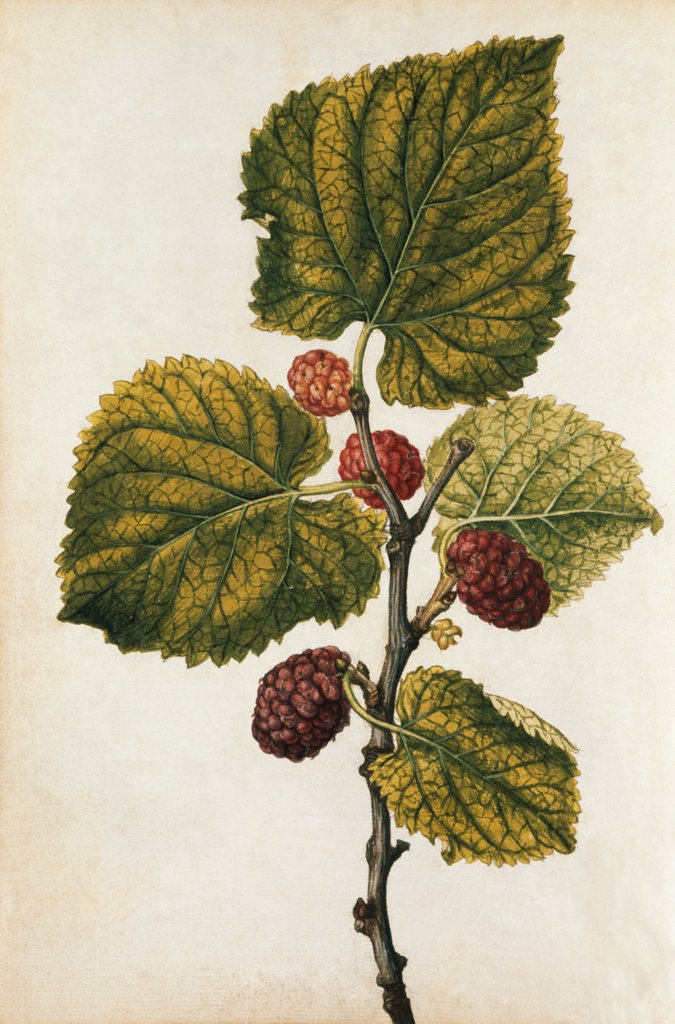 Detail of Mulberry by Jacques Le Moyne de Morgues