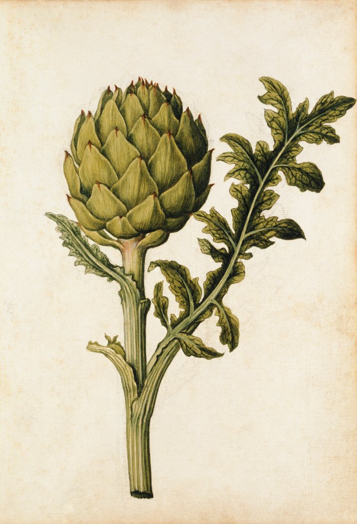 Detail of Globe Artichoke by Jacques Le Moyne de Morgues