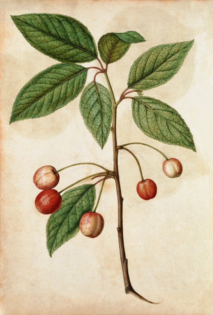 Detail of Cherry by Jacques Le Moyne de Morgues