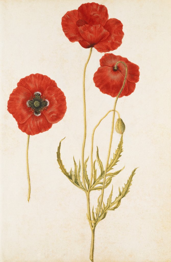 Detail of Corn Poppy by Jacques Le Moyne de Morgues