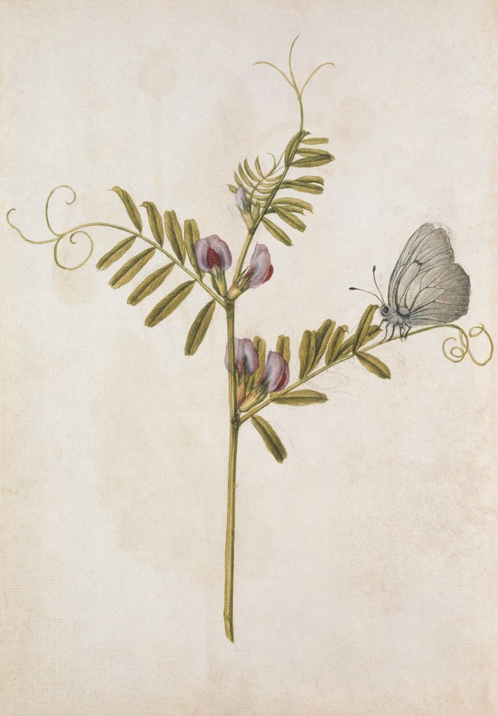 Detail of Common Vetch and Black Veined White Butterfly by Jacques Le Moyne de Morgues