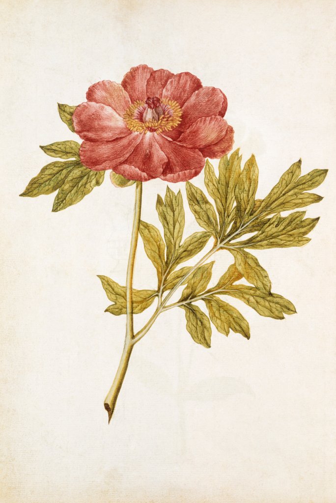 Detail of Peony by Jacques Le Moyne de Morgues
