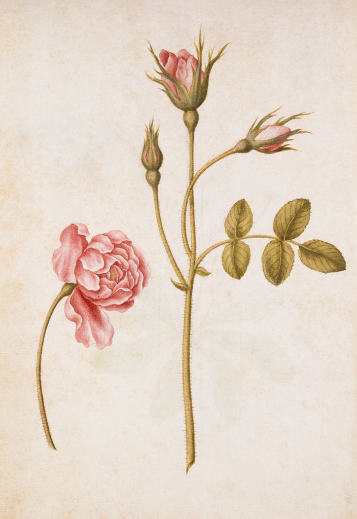 Detail of Pink Rose by Jacques Le Moyne de Morgues