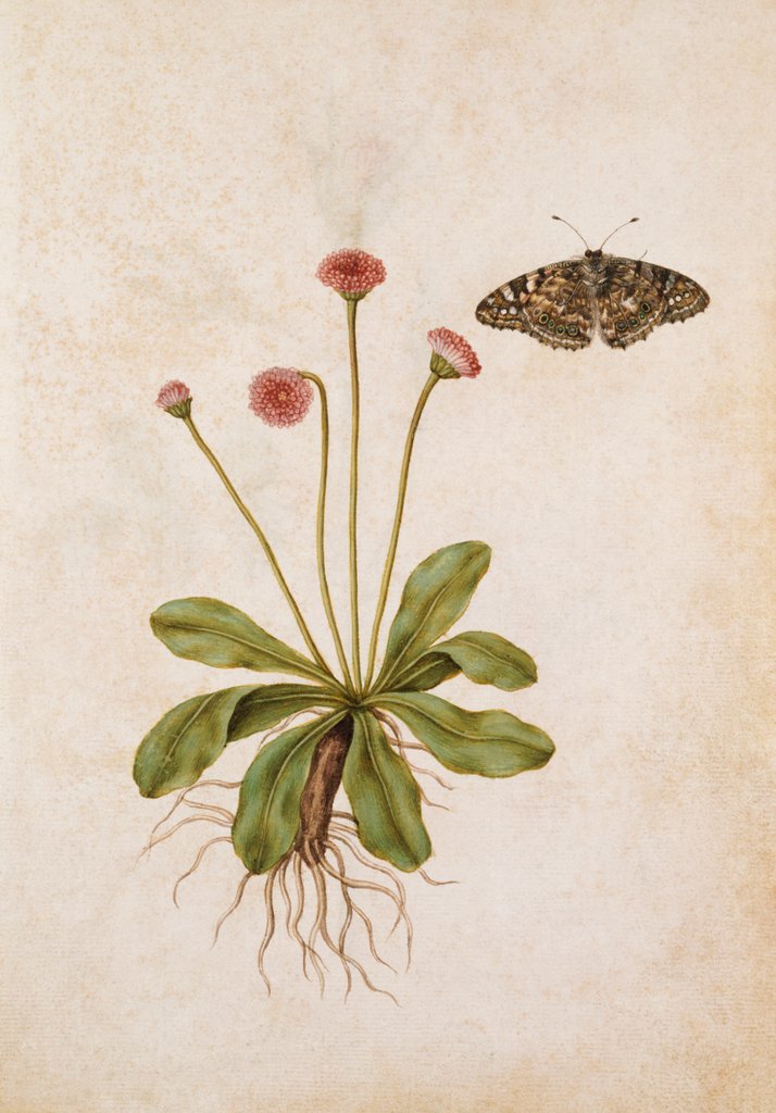 Detail of Daisy & Painted Lady Butterfly by Jacques Le Moyne de Morgues