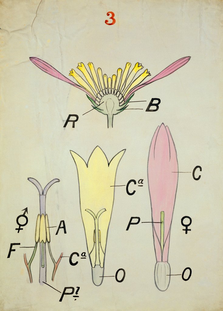 Detail of Compound Flower by Christopher Dresser