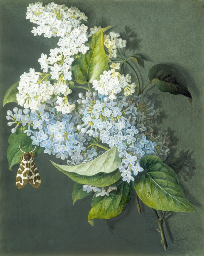 Detail of White and blue lilac with moth by Christel Eli