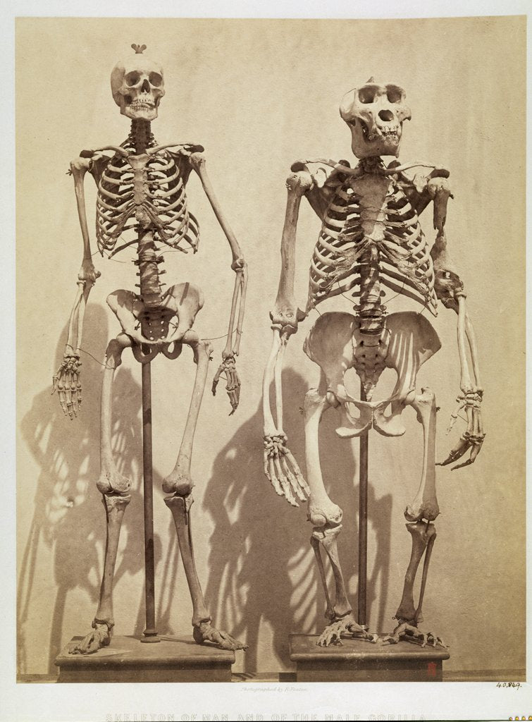 Detail of Skeletons by Roger Fenton