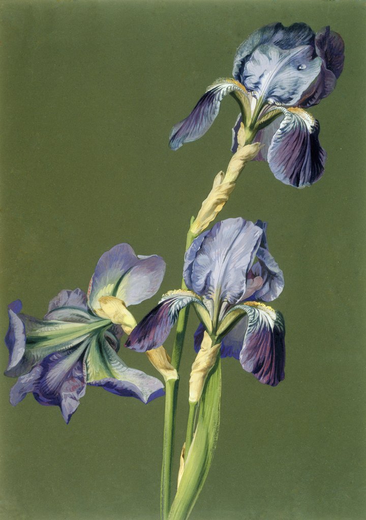 Detail of Iris by Charles Polisch
