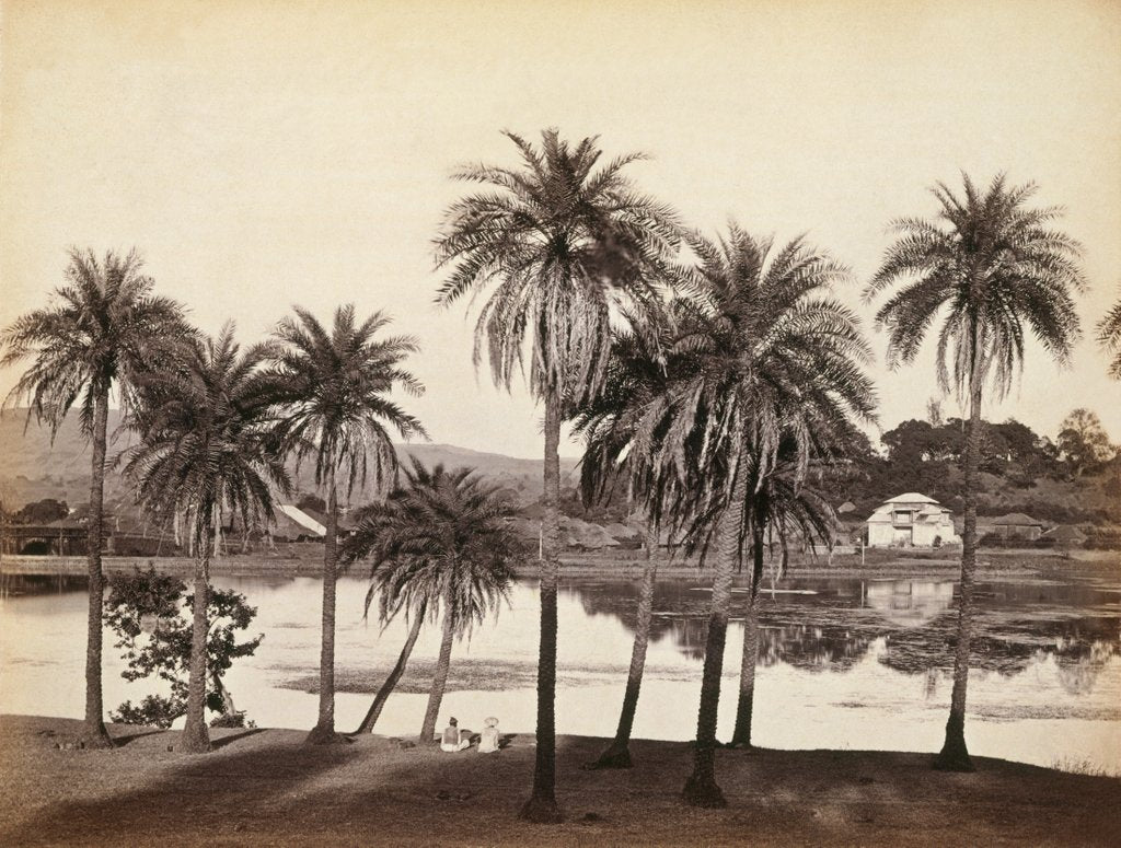 Detail of Khandalla Park and Palm Trees by Francis Frith & Co.