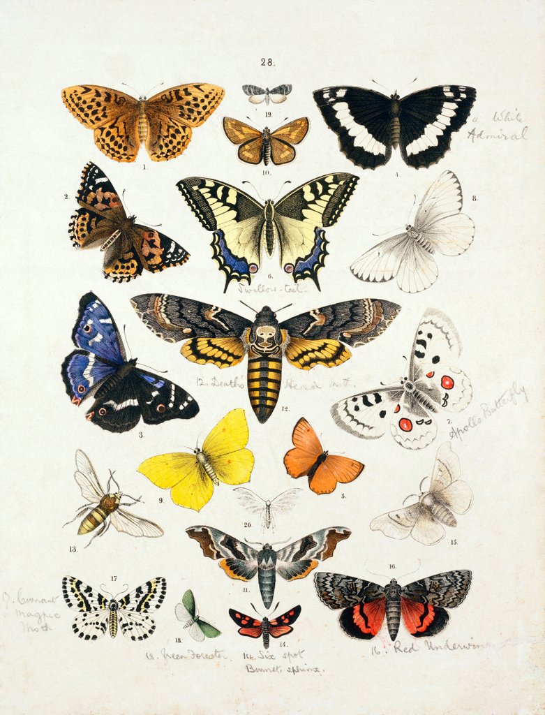 Detail of Chart illustrating butterflies and moths by Unknown