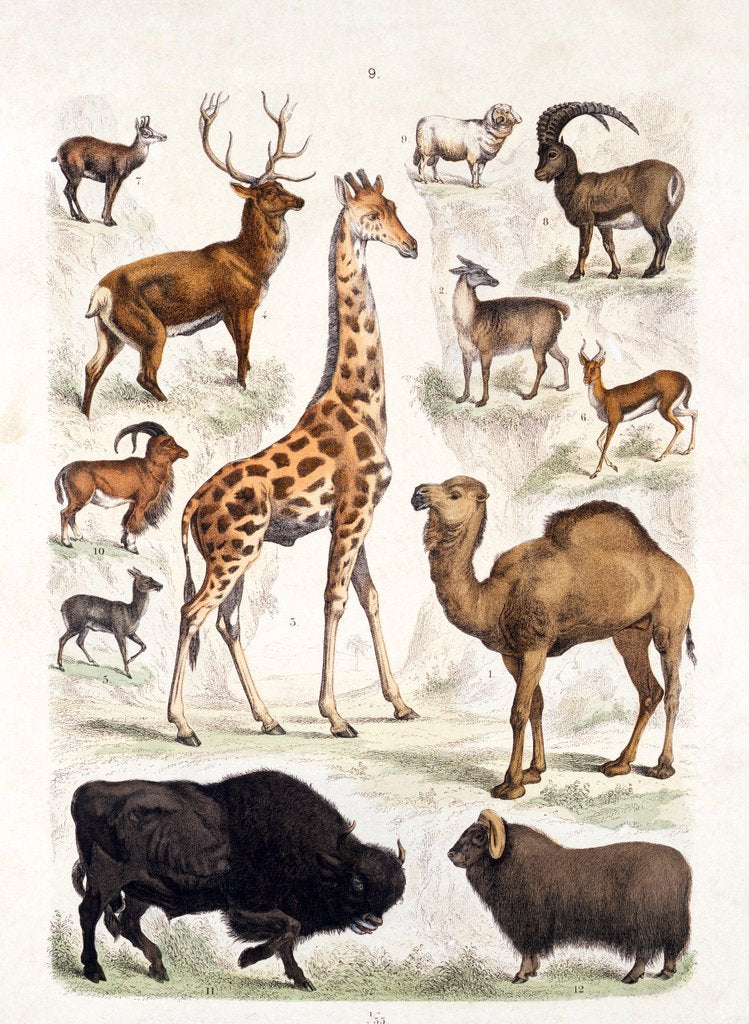 Detail of Natural history chart of mammals by Unknown