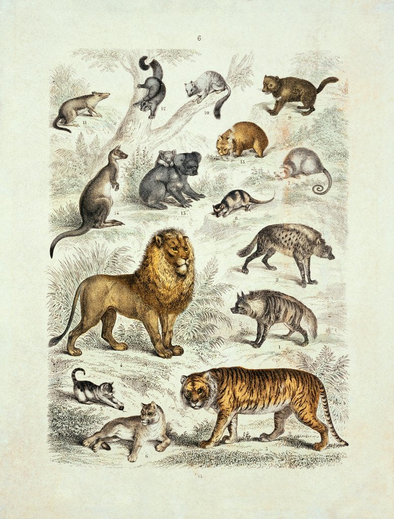 Detail of Natural history chart of mammals by Unknown