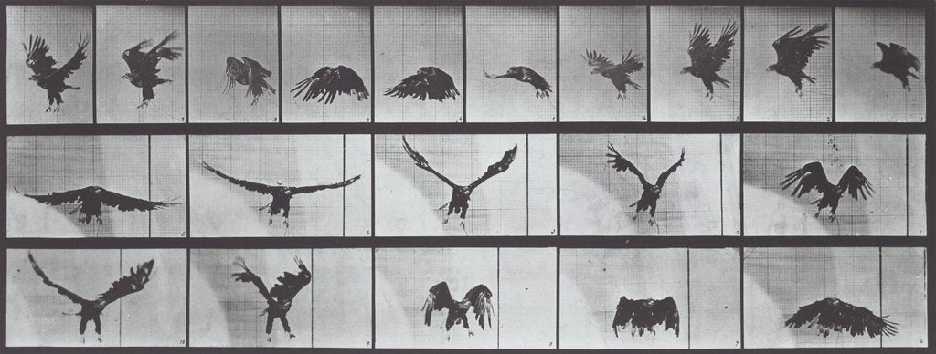 Detail of Eagle in Flight by Eadweard Muybridge