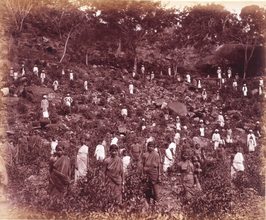 Detail of A Tea Estate by Unknown
