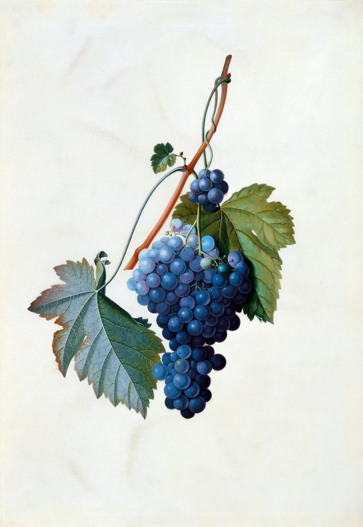 Detail of Grapes by Georg Dionysus Ehret