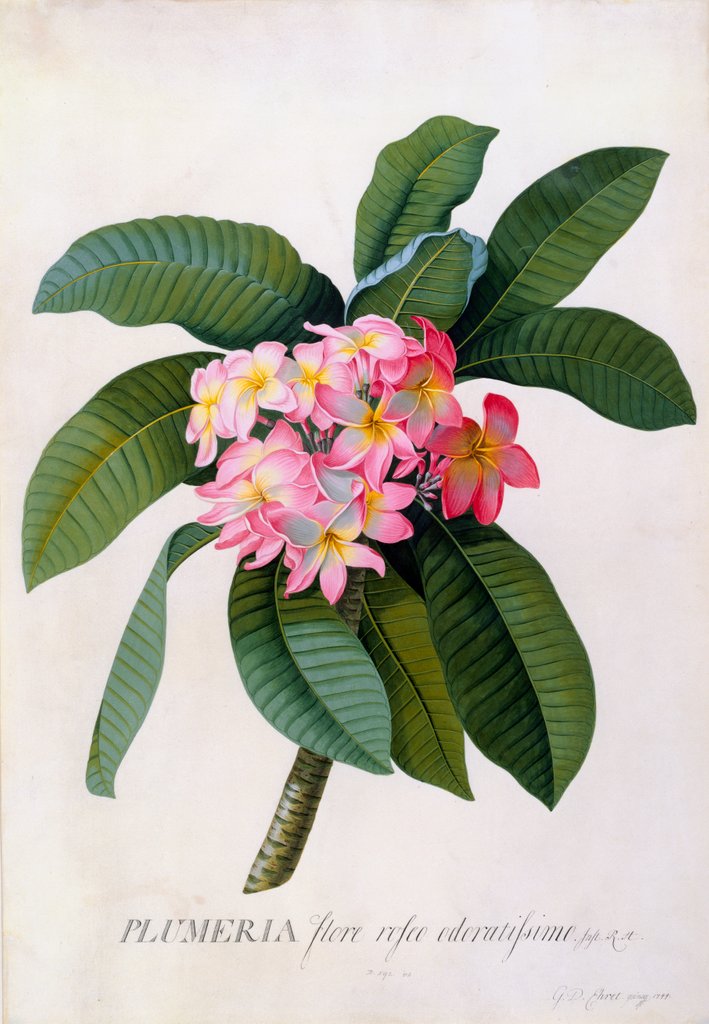 Detail of Plumeria by Georg Dionysius Ehret