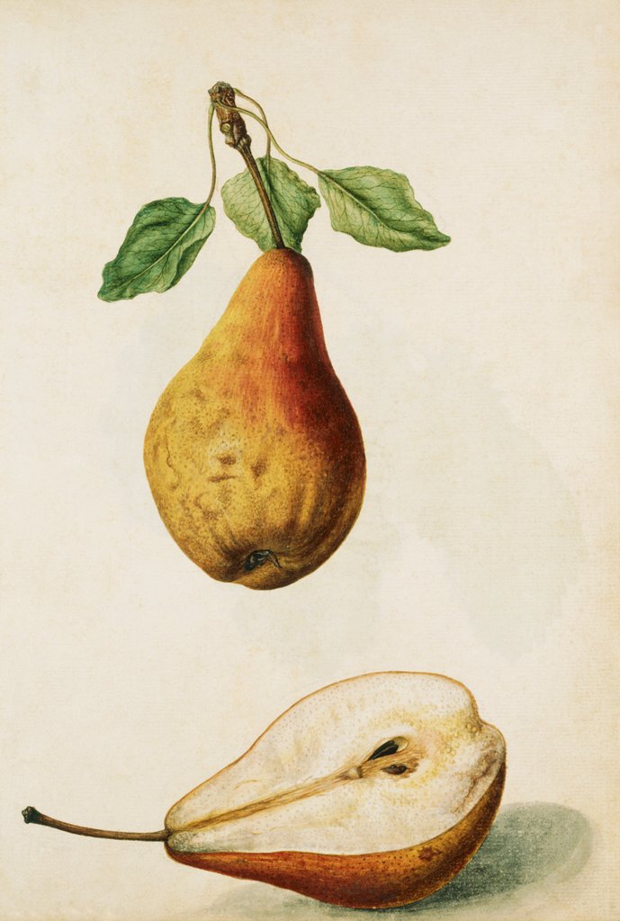 Detail of Pears by Jacques Le Moyne de Morgues