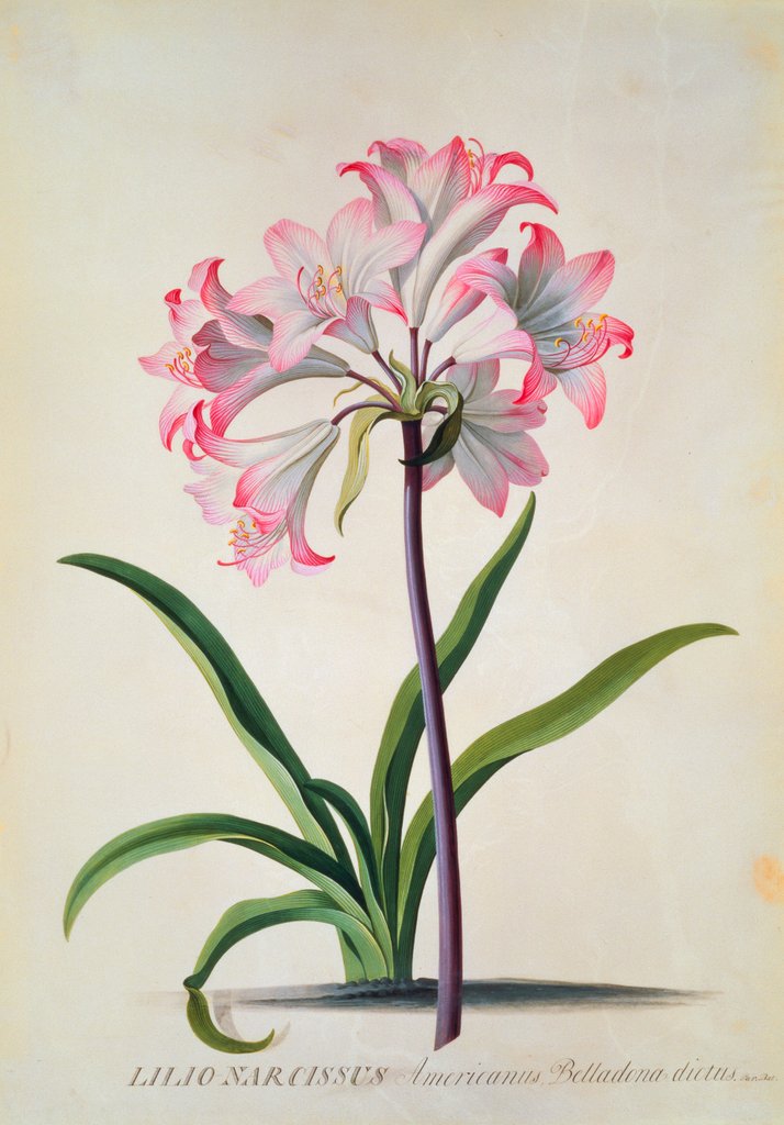 Detail of Belladonna Lily by Georg Dionysius Ehret