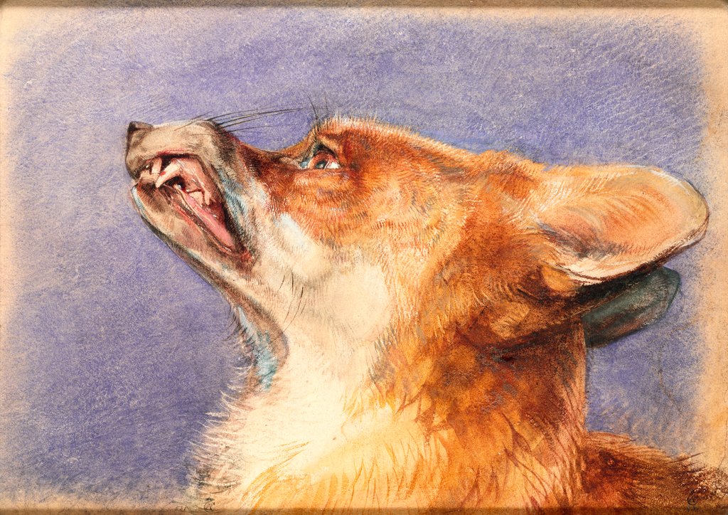Detail of Head of a Fox by John Frederick Lewis