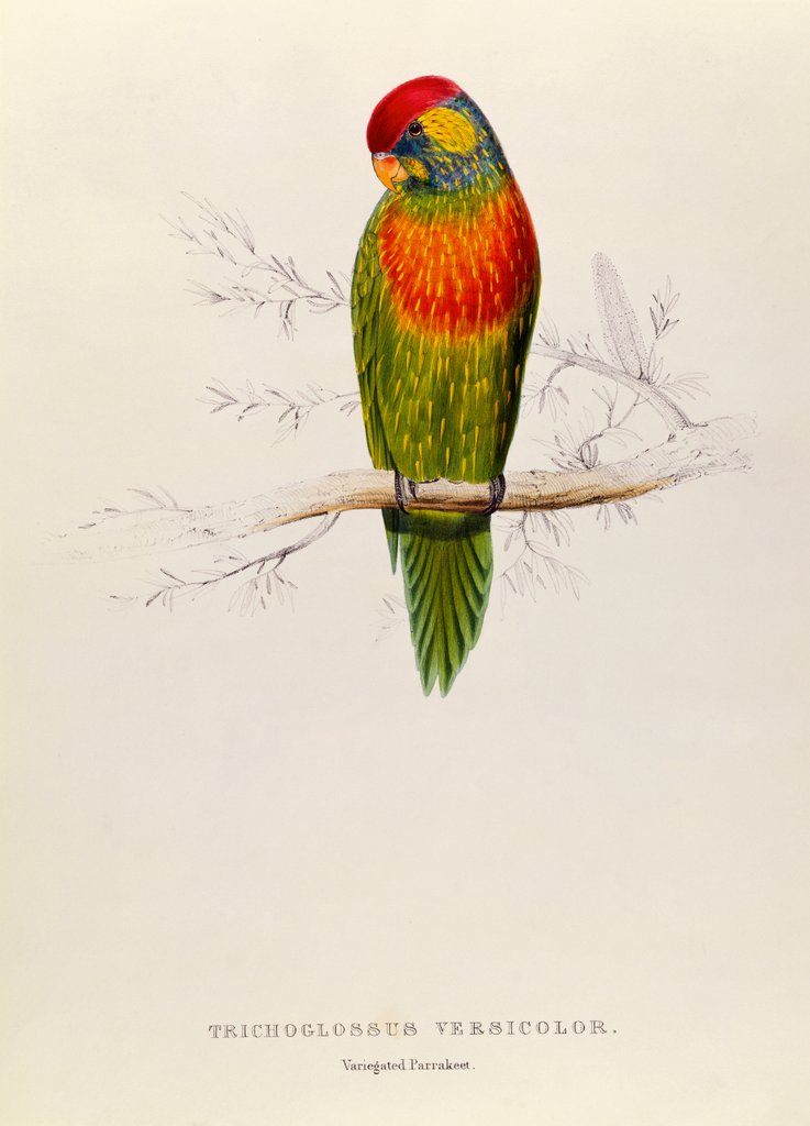 Detail of Variegated Parakeet: Trichoglossus Versicolor by Edward Lear