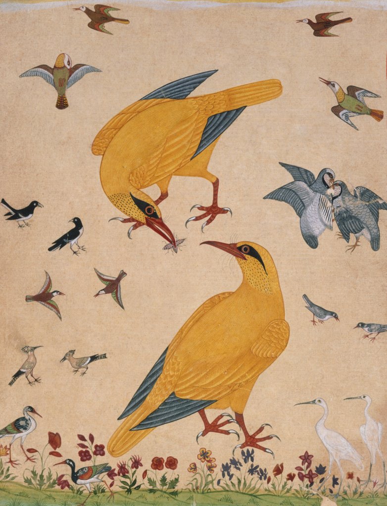 Detail of A Variety of Birds. Probably Murshidabad, India, mid-18th century by Unknown